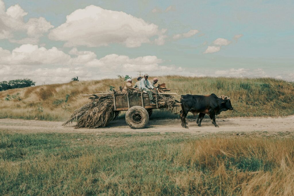 pexels photo 11758576 11758576 An ox pulls a cart with farmers along a rural path under a bright sky.